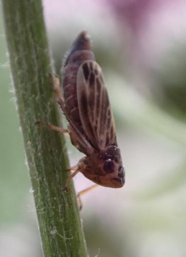 Evacanthus acuminatus